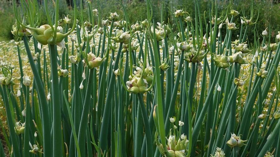 Allium fistulosum leaf
