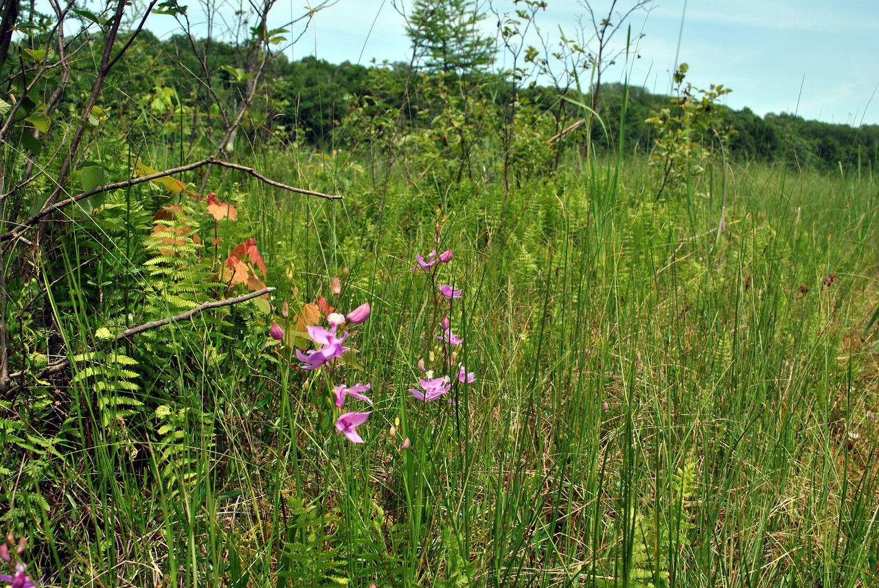 Calopogon tuberosus habit
