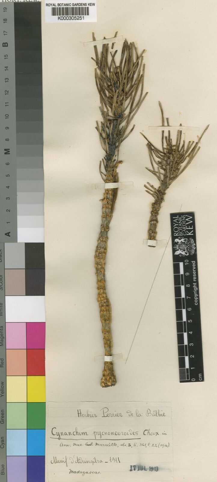 Cynanchum pycnoneuroides — houseplant care guide