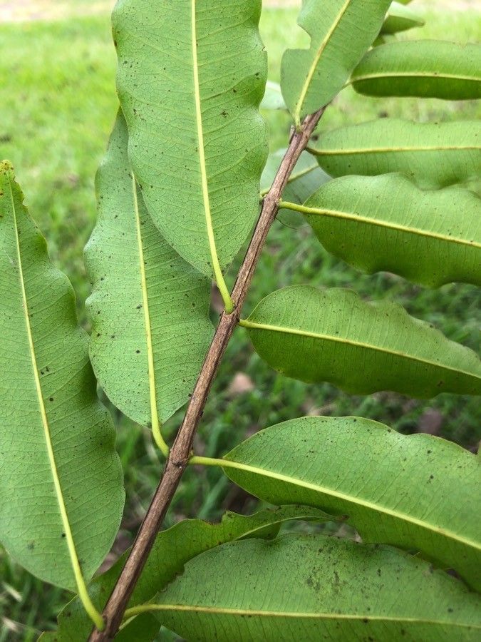 Lafoensia punicifolia — related species from the same genus