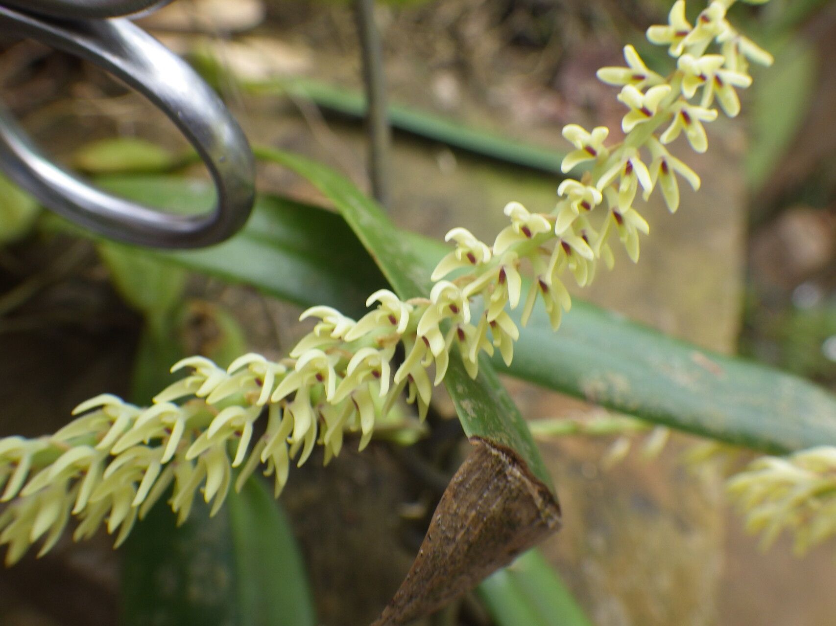 Bulbophyllum ivorense — houseplant care guide