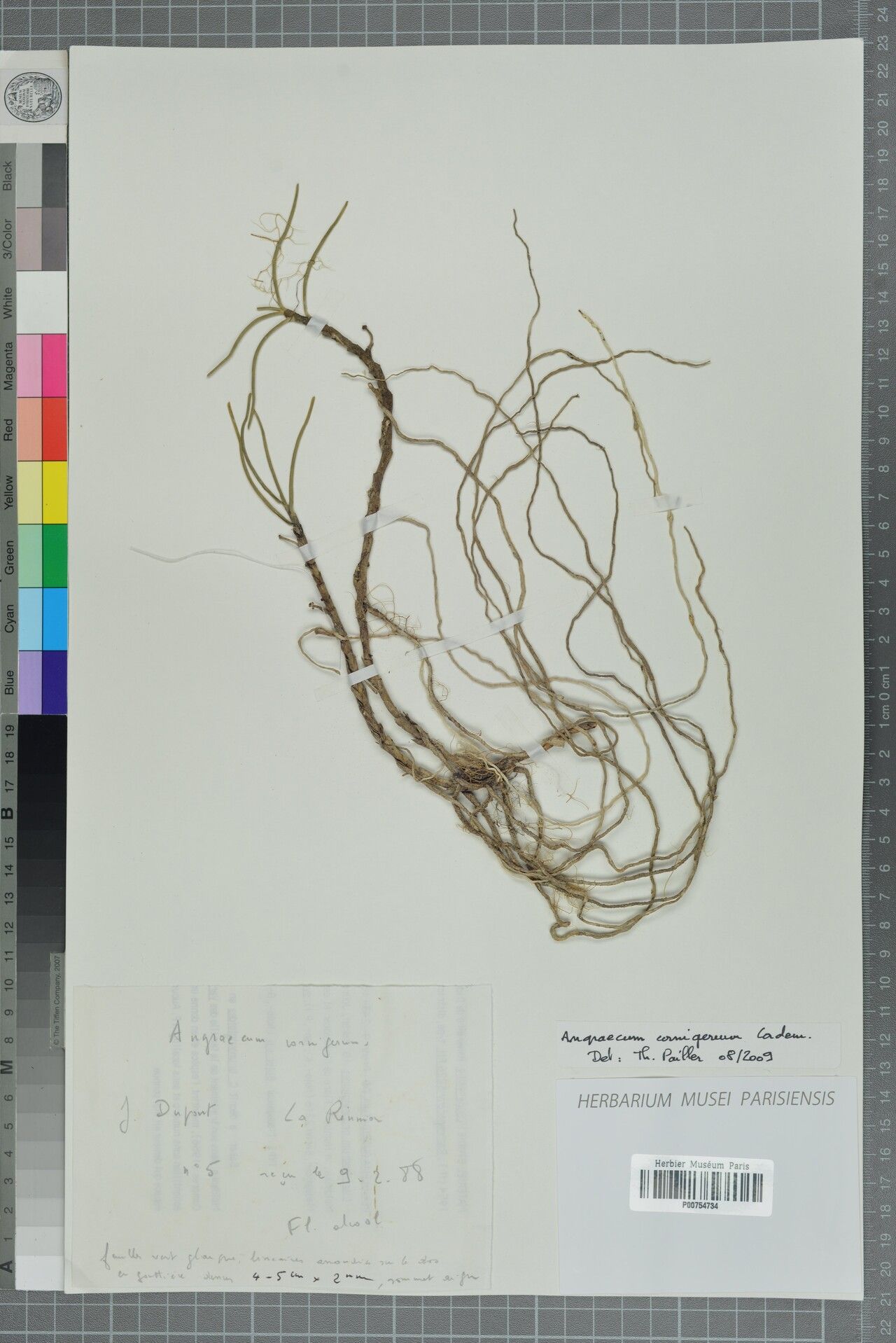 Angraecum cornigerum — houseplant care guide