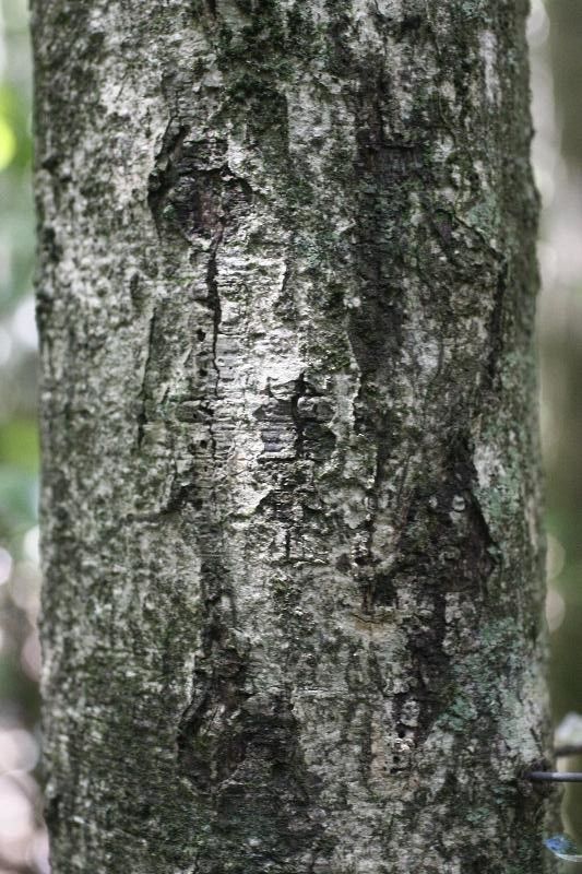 Ouratea decagyna bark