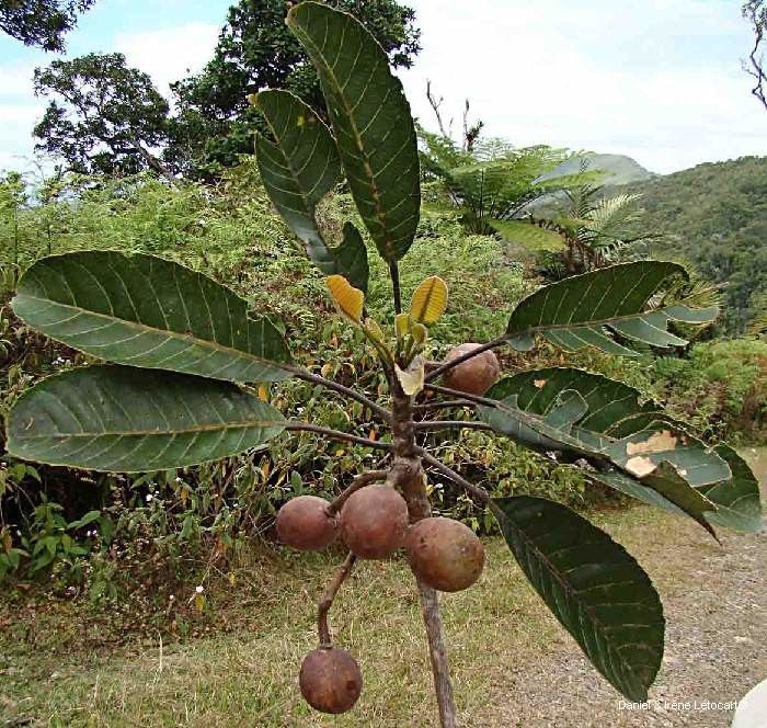 Elaeocarpus moratii habit
