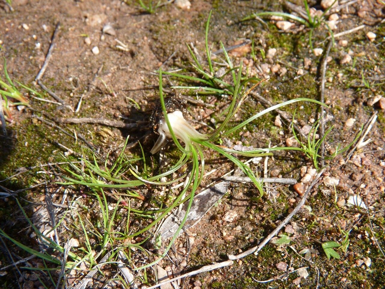 Isoetes durieui leaf