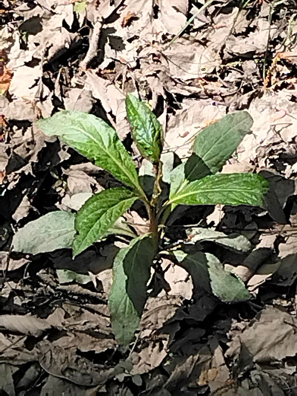 Hybanthus concolor — search result for 'Violaceae'