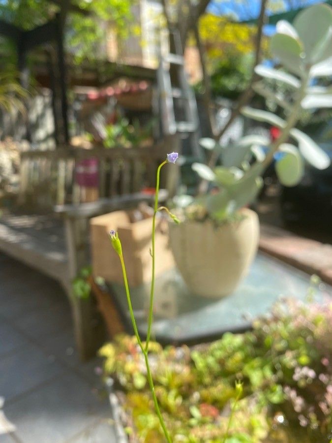 Utricularia uliginosa flower
