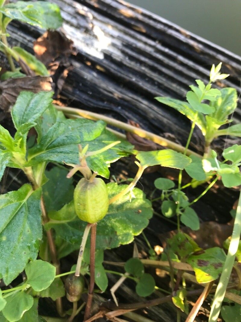 Mikania scandens fruit