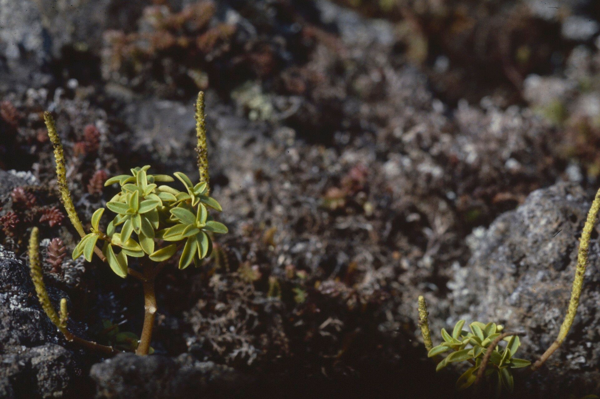 Peperomia leptophylla — houseplant care guide