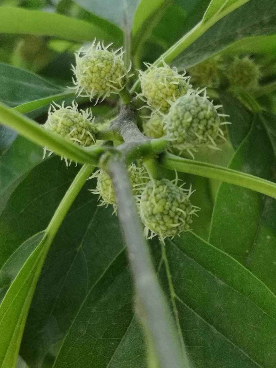 Maclura tricuspidata fruit