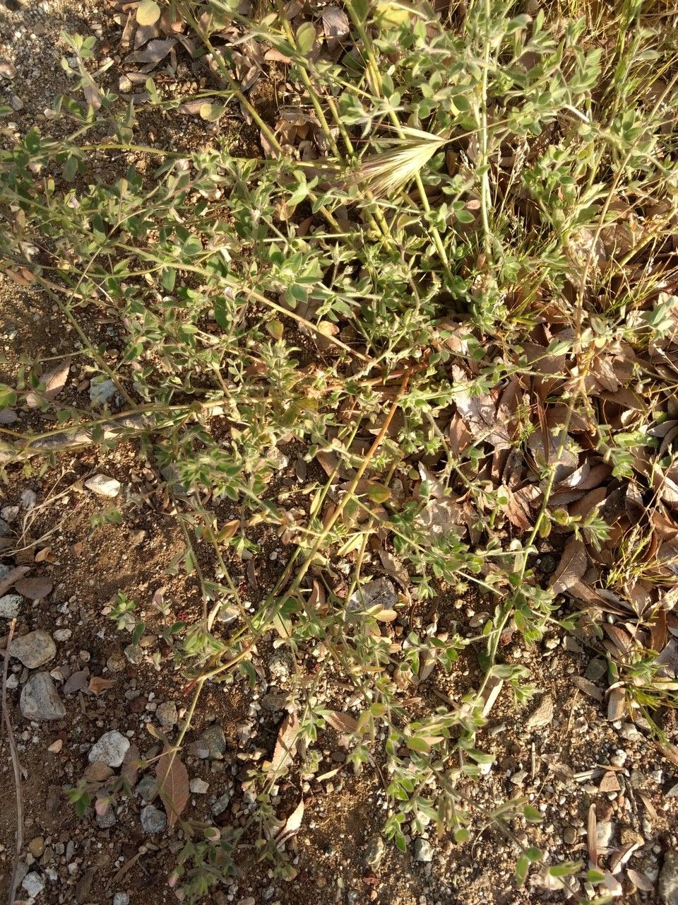 Acmispon americanus habit