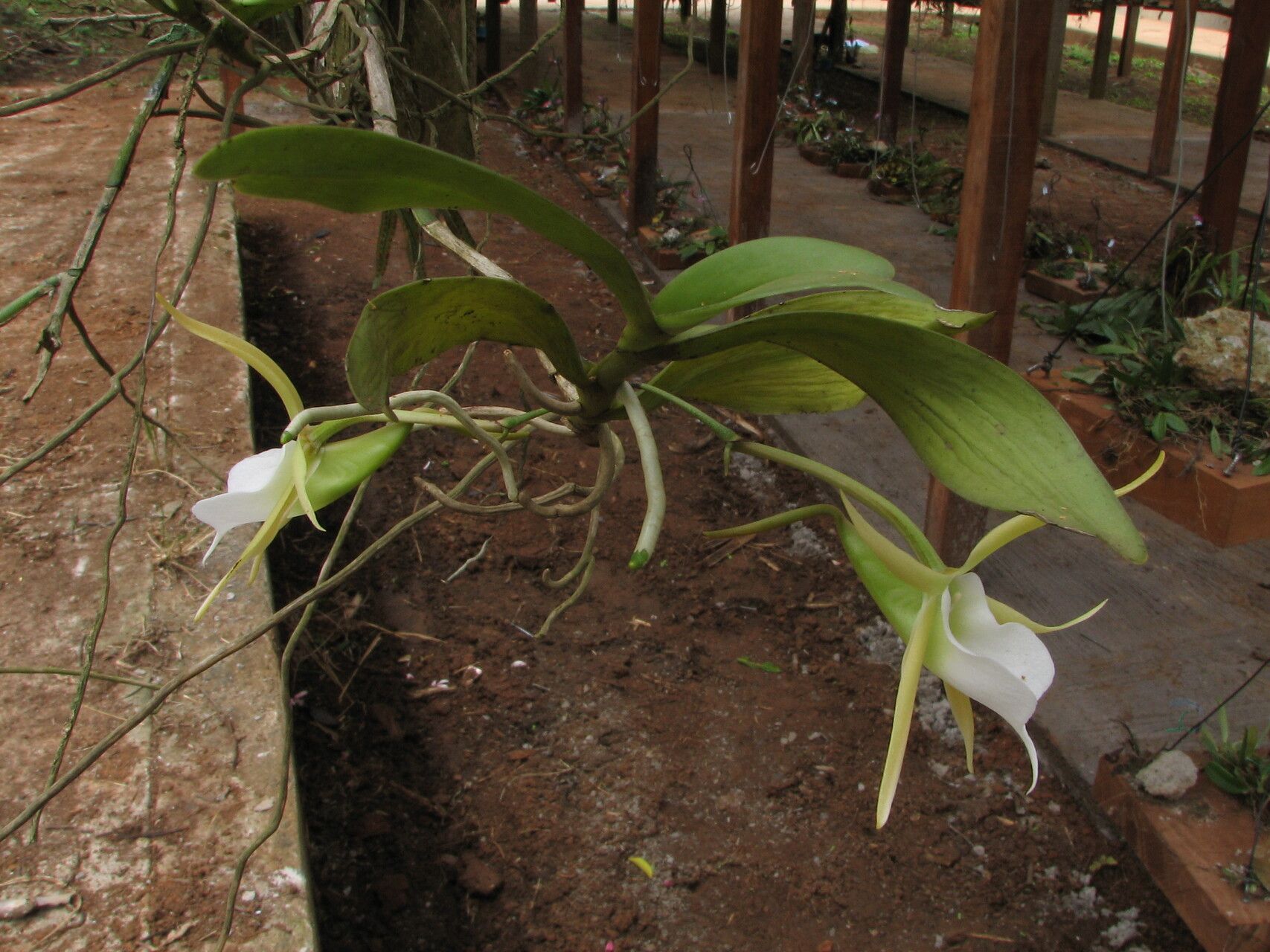 Angraecum birrimense habit