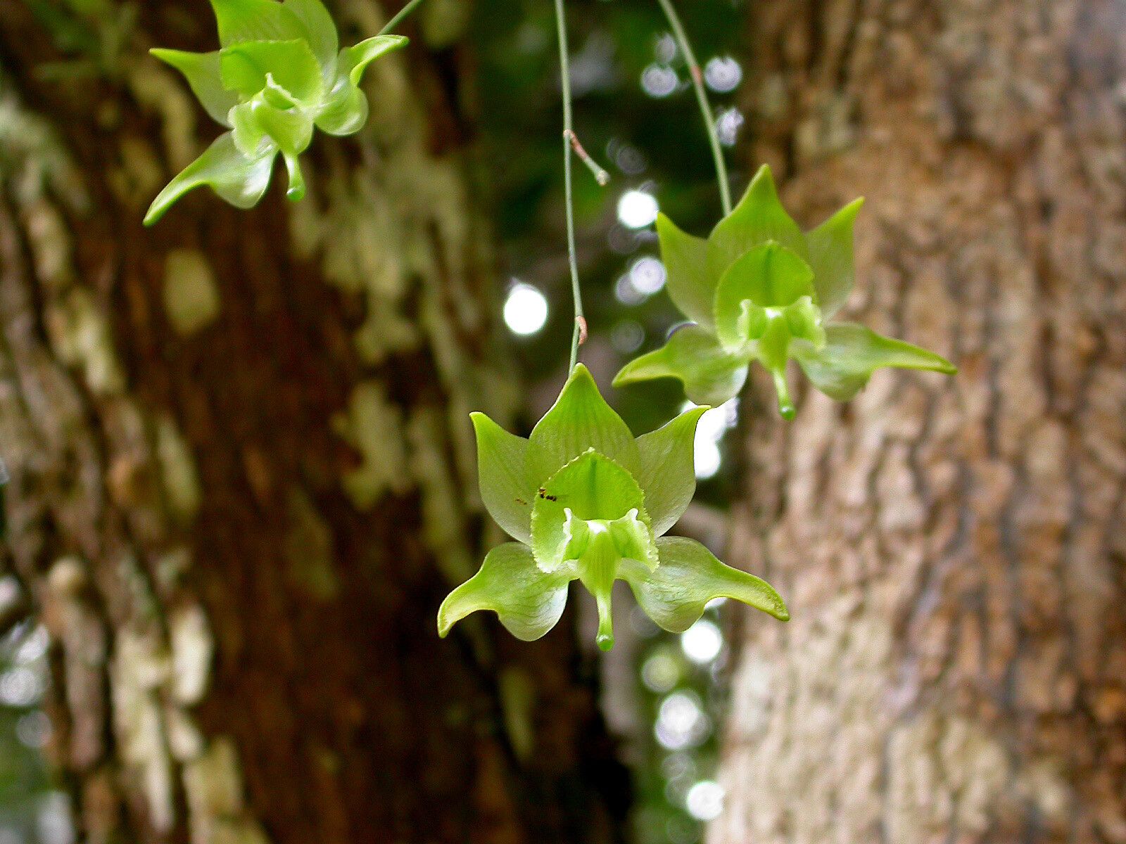 Aeranthes denticulata — houseplant care guide