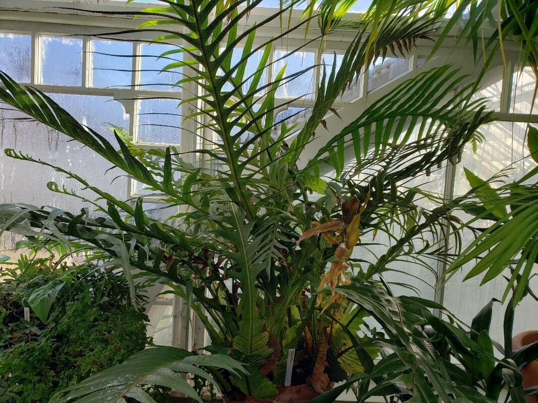 Drynaria coronans habit