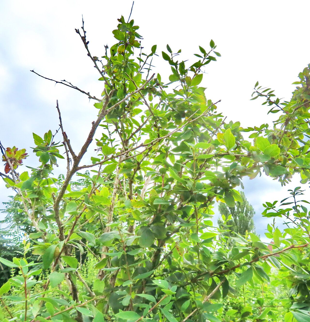 Berberis orthobotrys habit