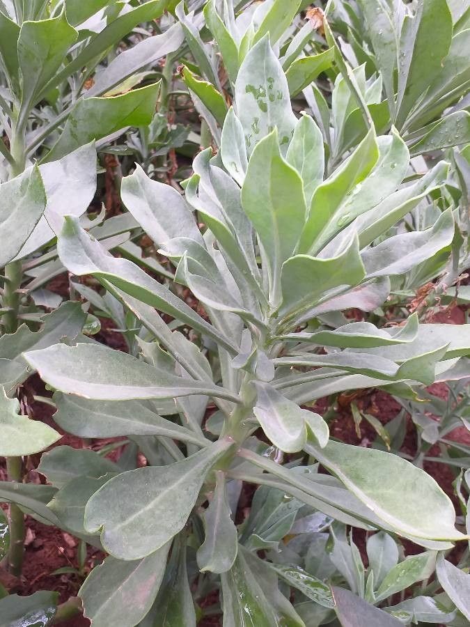 Kleinia amaniensis habit