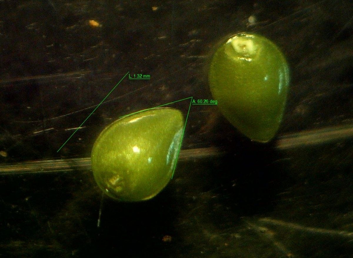 Myosotis secunda fruit