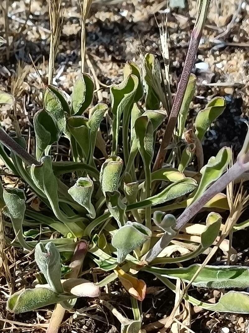 Silene otites — search result for 'Silene'