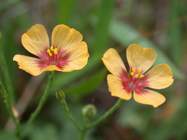 Linum imbricatum — search result for 'Linum'