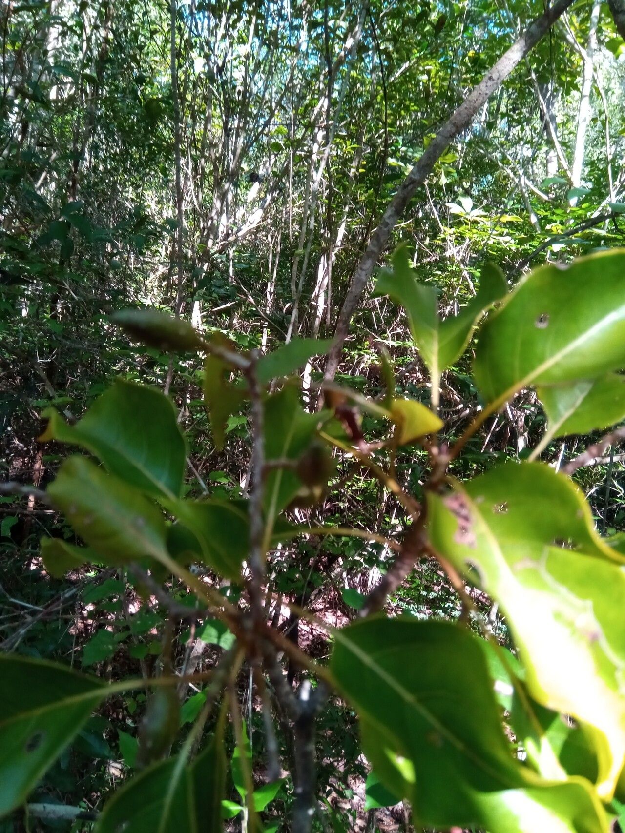 Hymenodictyon glabrum habit