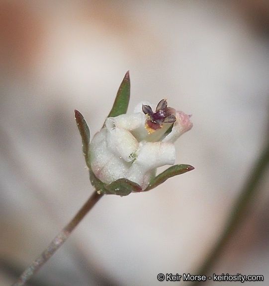 Nemacladus glandulifer fruit
