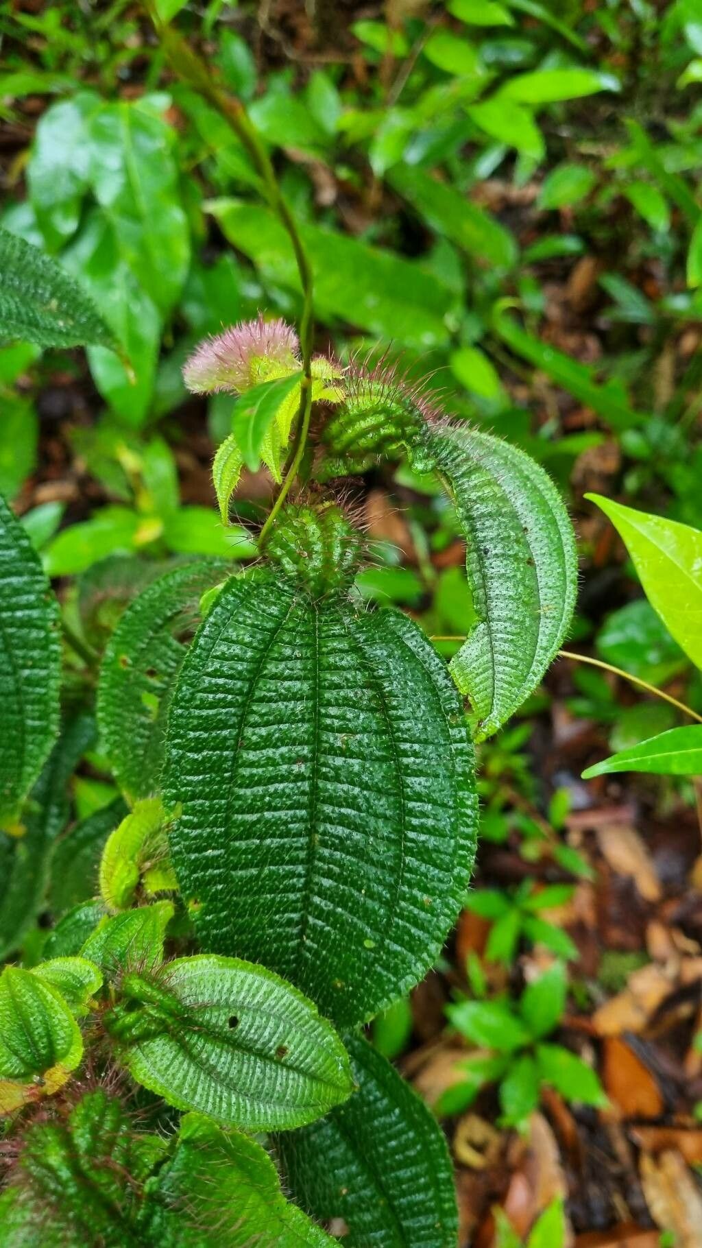 Miconia tocohirta — houseplant care guide