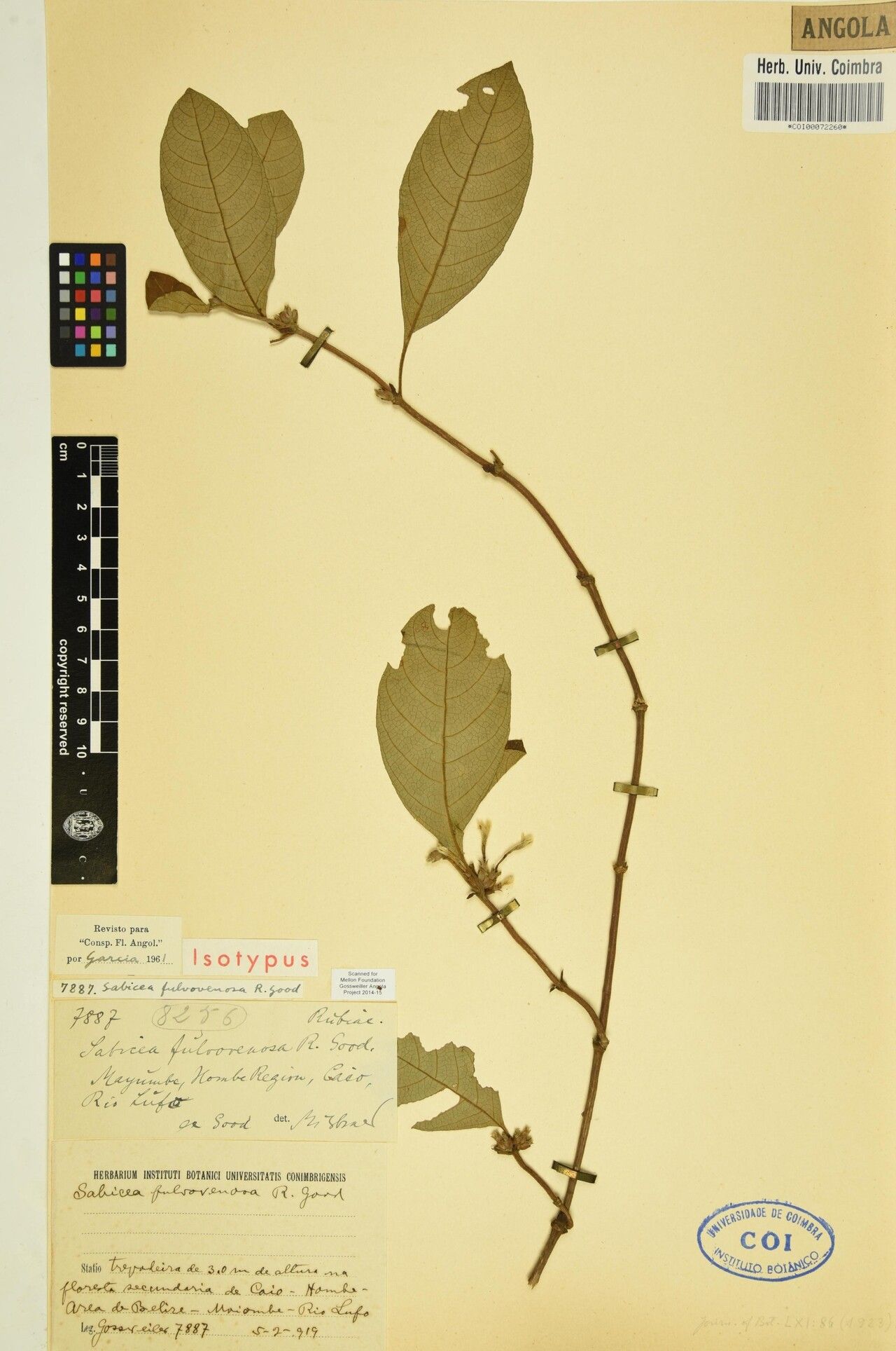 Sabicea fulvovenosa — houseplant care guide