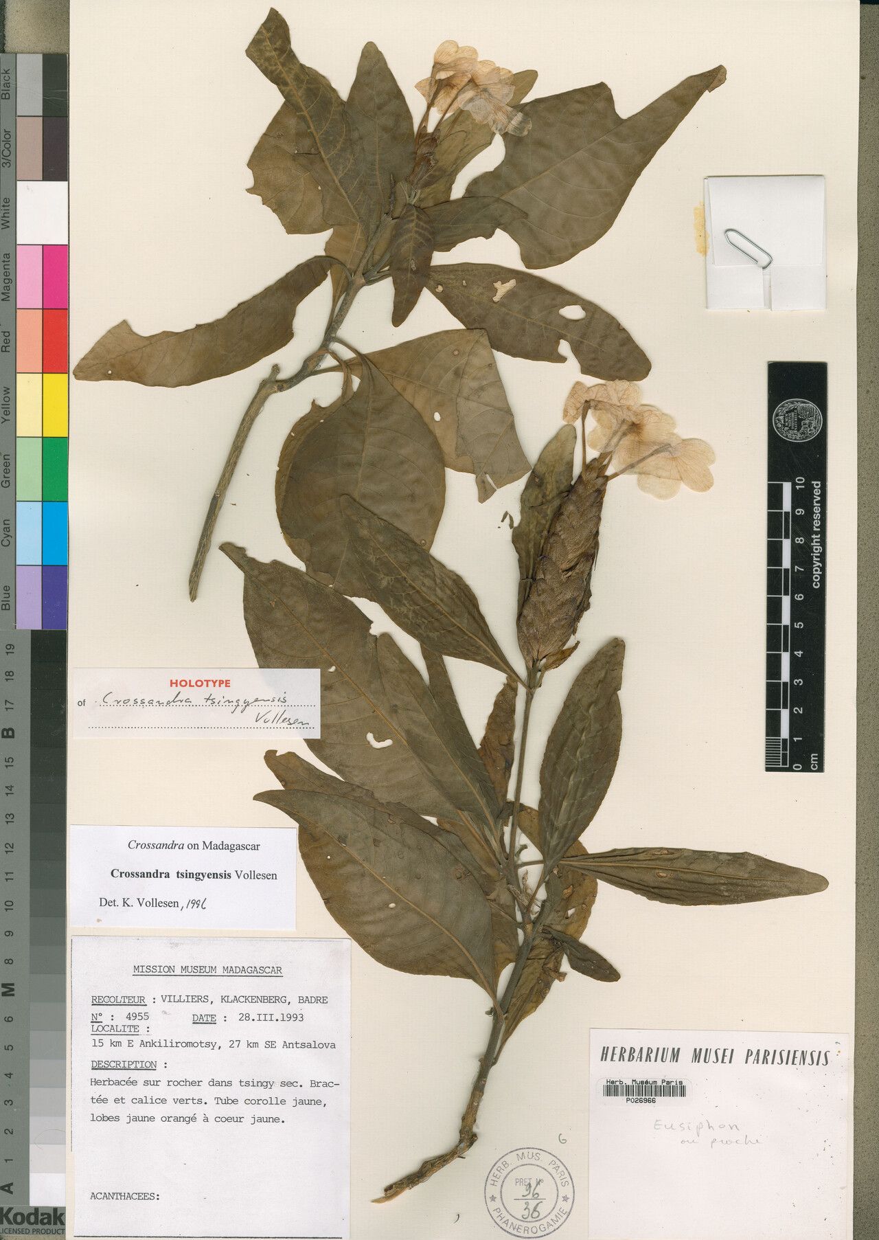 Crossandra tsingyensis — search result for 'Crossandra'