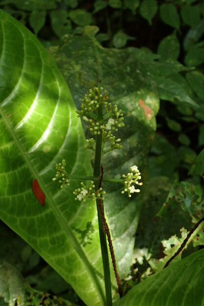 Psychotria foliosa flower