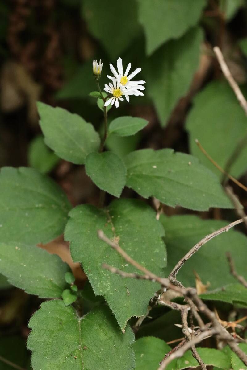 Aster sugimotoi flower