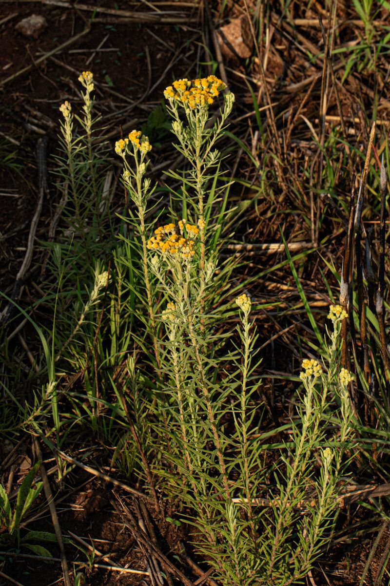 Nidorella welwitschii habit