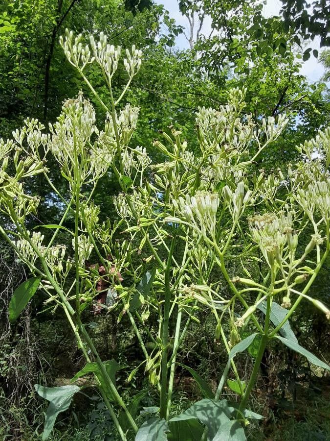 Arnoglossum plantagineum flower