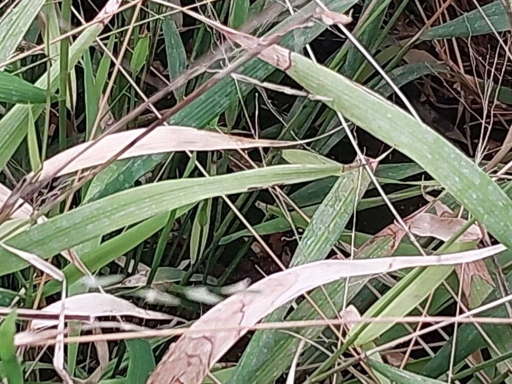 Oryza neocaledonica leaf