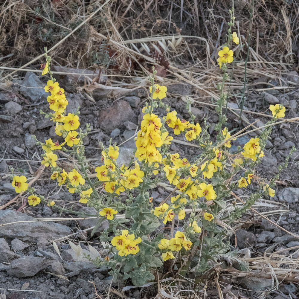 Verbascum rotundifolium habit
