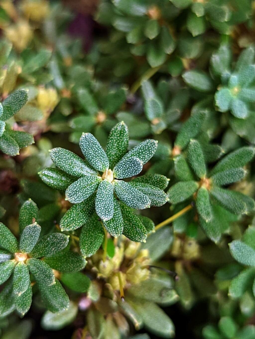 Rhododendron impeditum leaf
