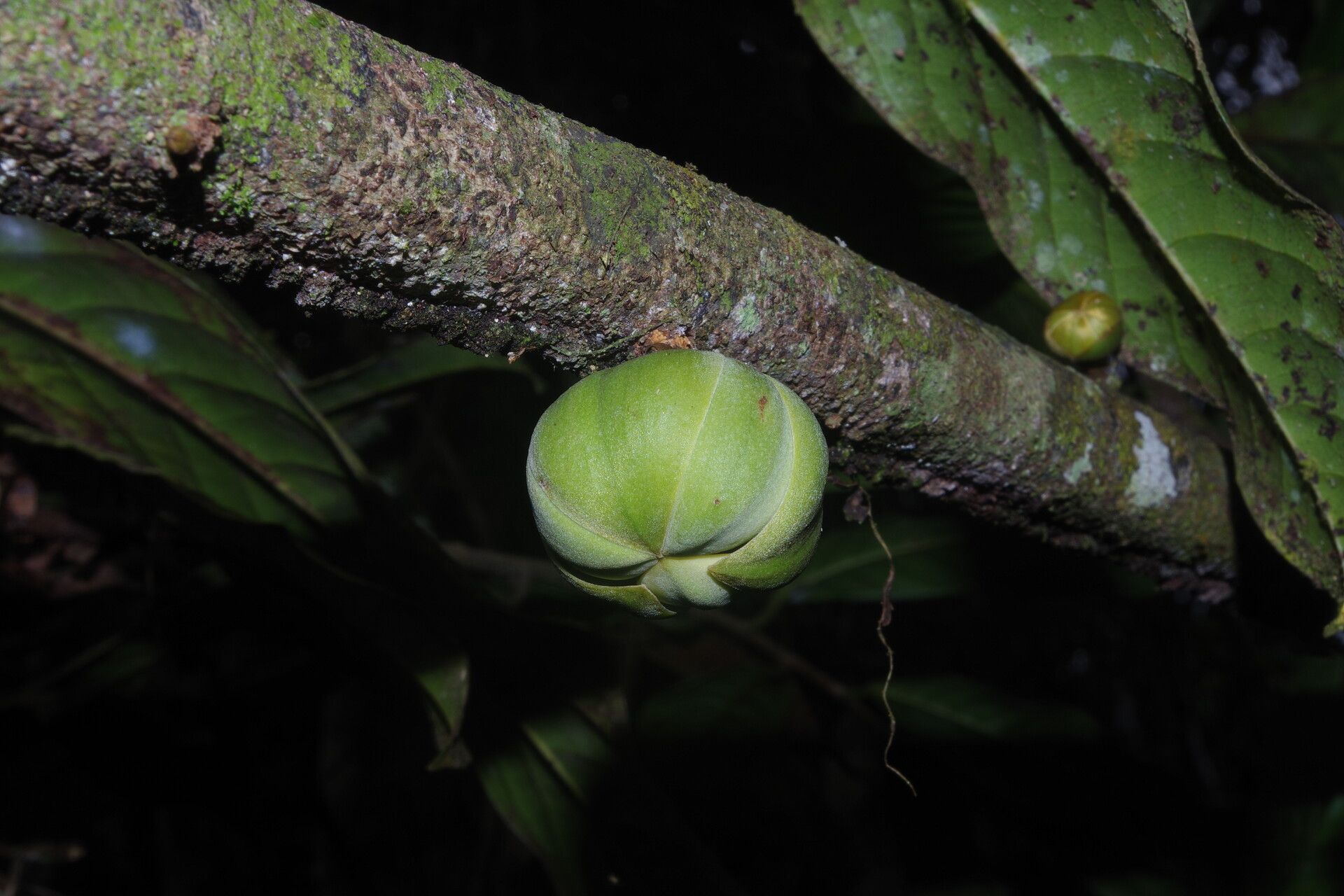 Uvariodendron connivens flower