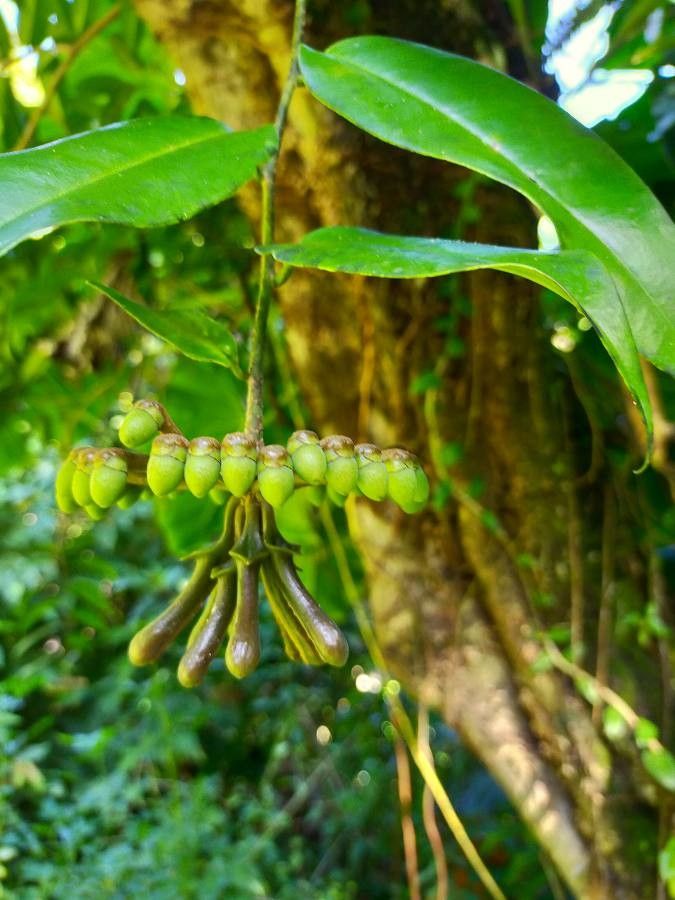 Marcgravia umbellata flower