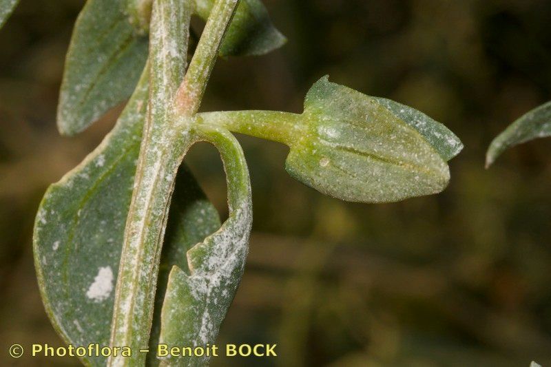 Atriplex longipes fruit