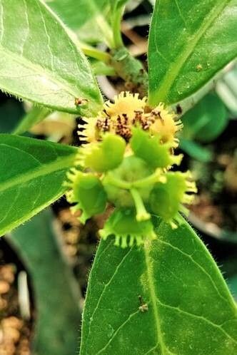 Euphorbia scheffleri — houseplant care guide