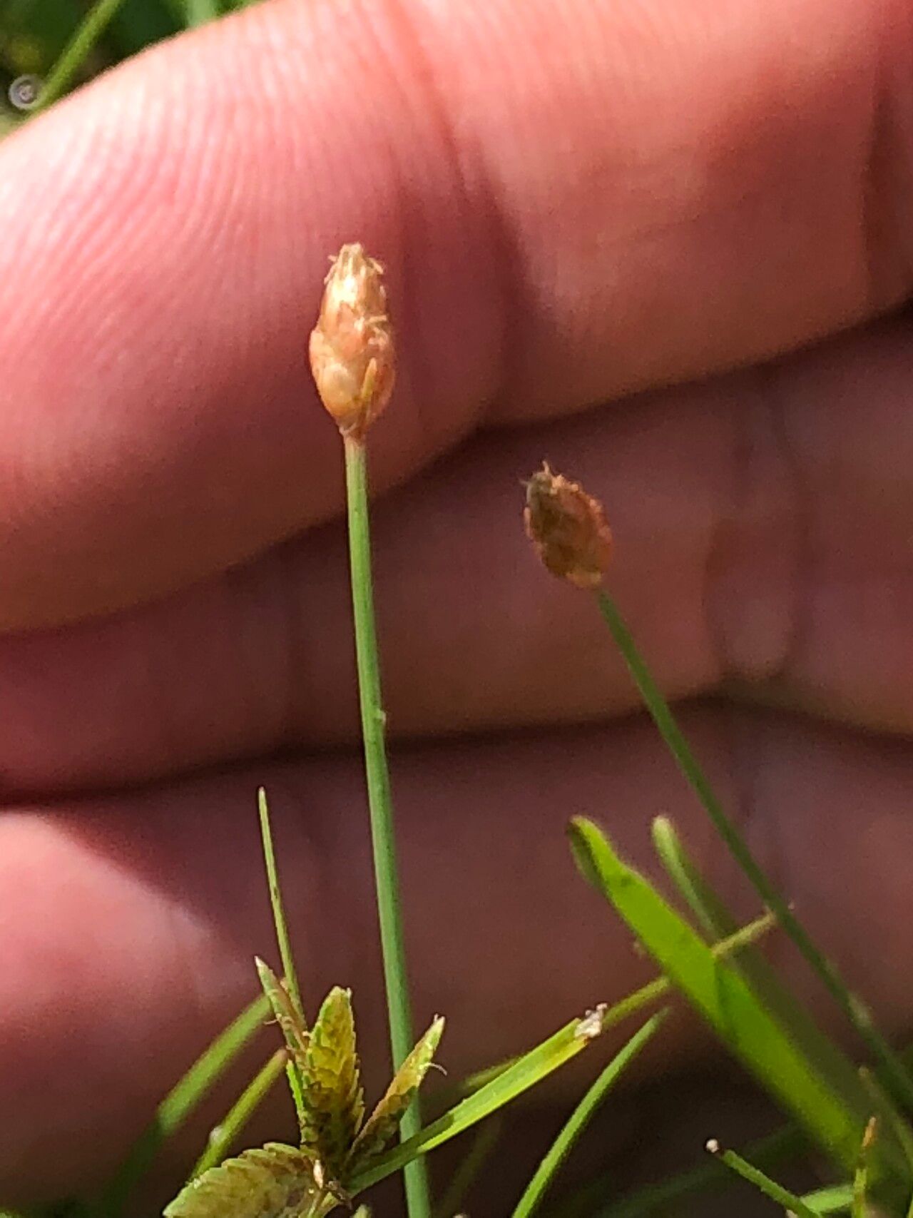 Fimbristylis schoenoides — houseplant care guide