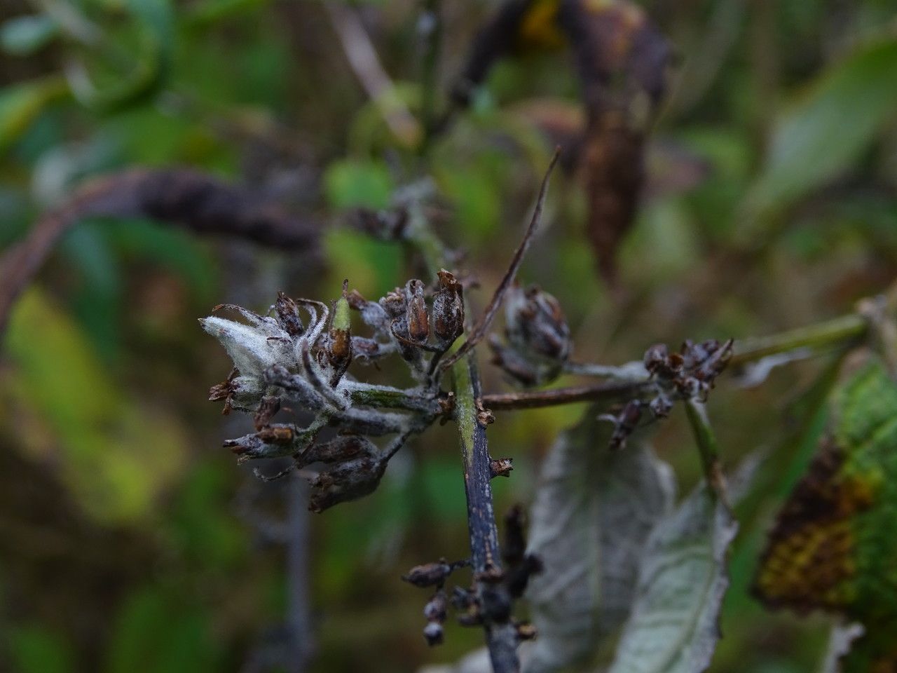 Buddleja albiflora flower
