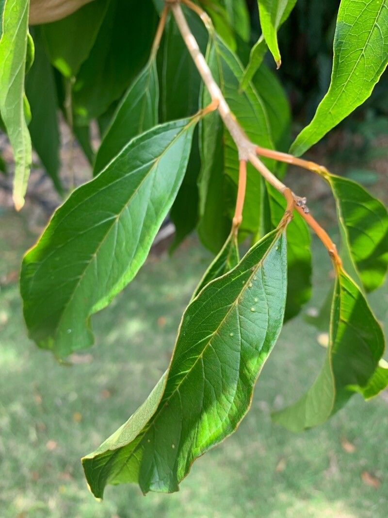 Citharexylum solanaceum — houseplant care guide