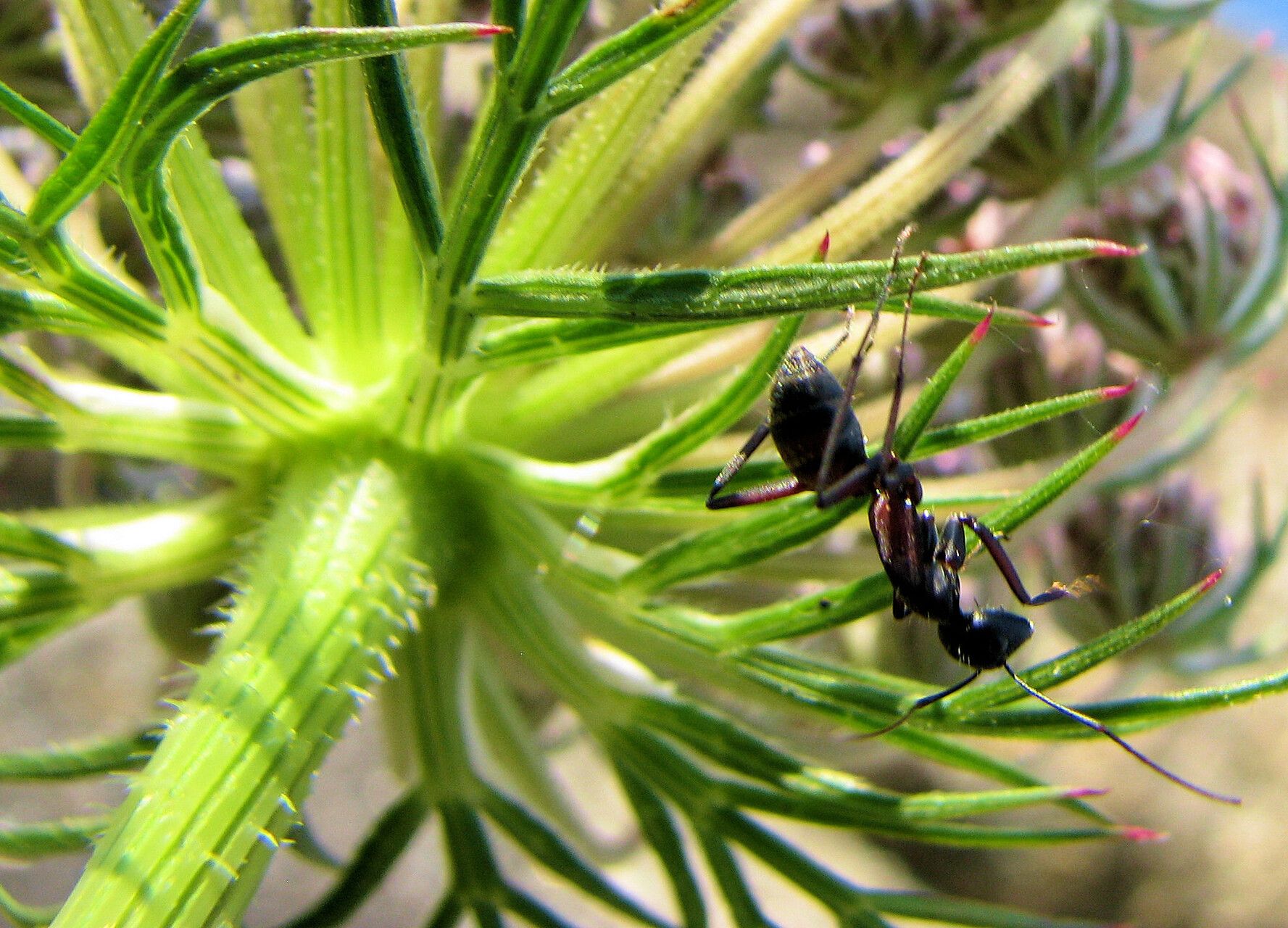 Daucus aureus — related species from the same genus