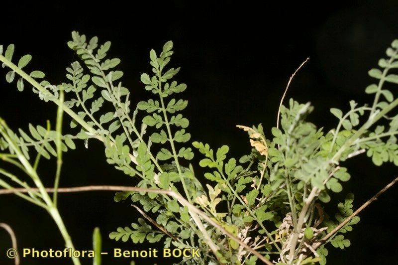 Descurainia artemisioides other