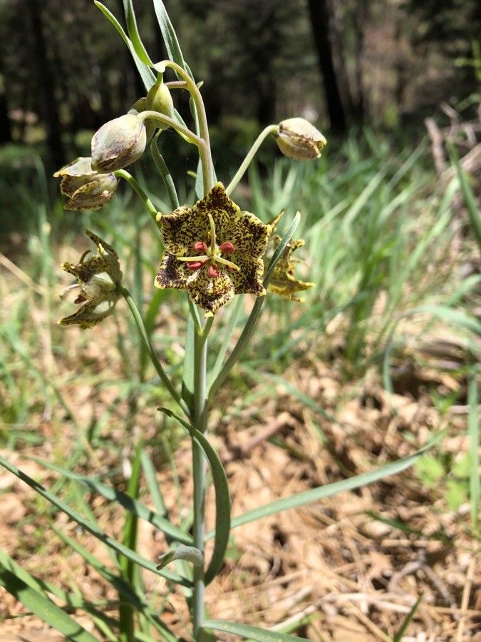 Fritillaria pinetorum flower