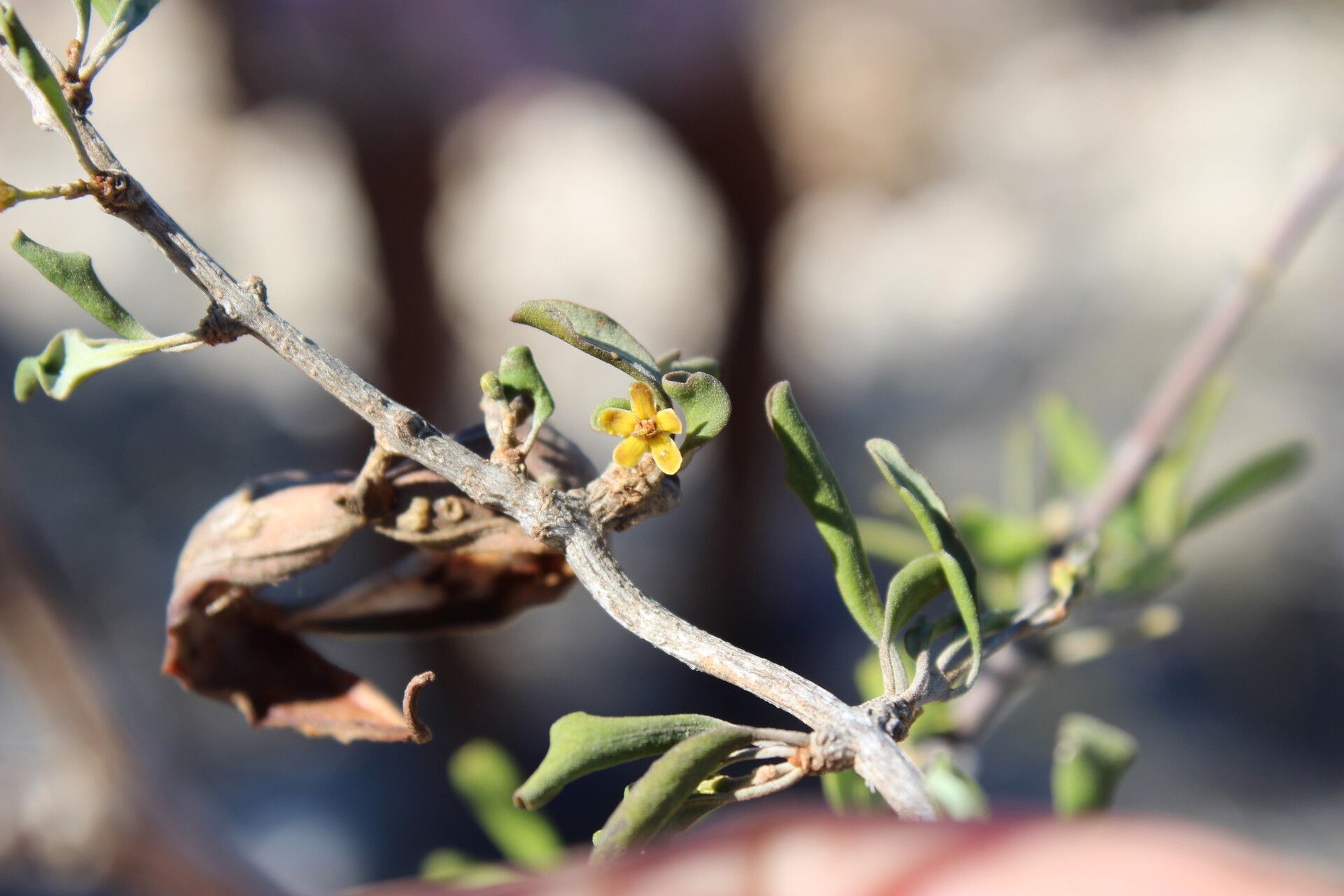 Secamone falcata — houseplant care guide