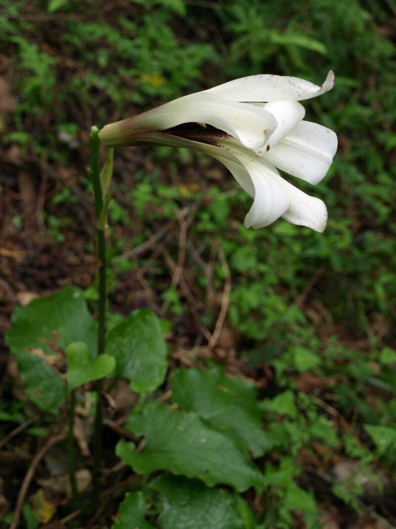 Cardiocrinum cordatum flower