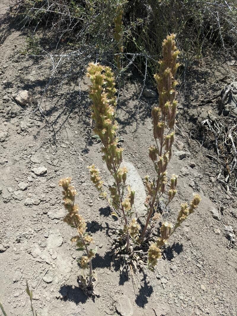 Phacelia heterophylla flower