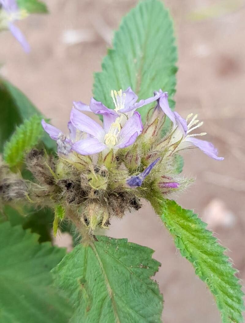 Melochia anomala flower