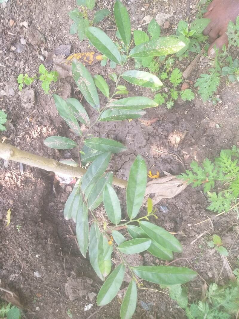 Diospyros ebenum — houseplant care guide